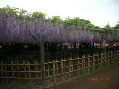 騎西町の藤祭り会場の「玉敷神社」